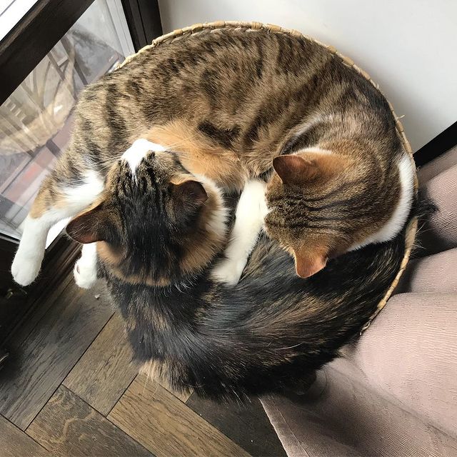 goreslavsky в LOOKY. . КотИнь и КотЯнь