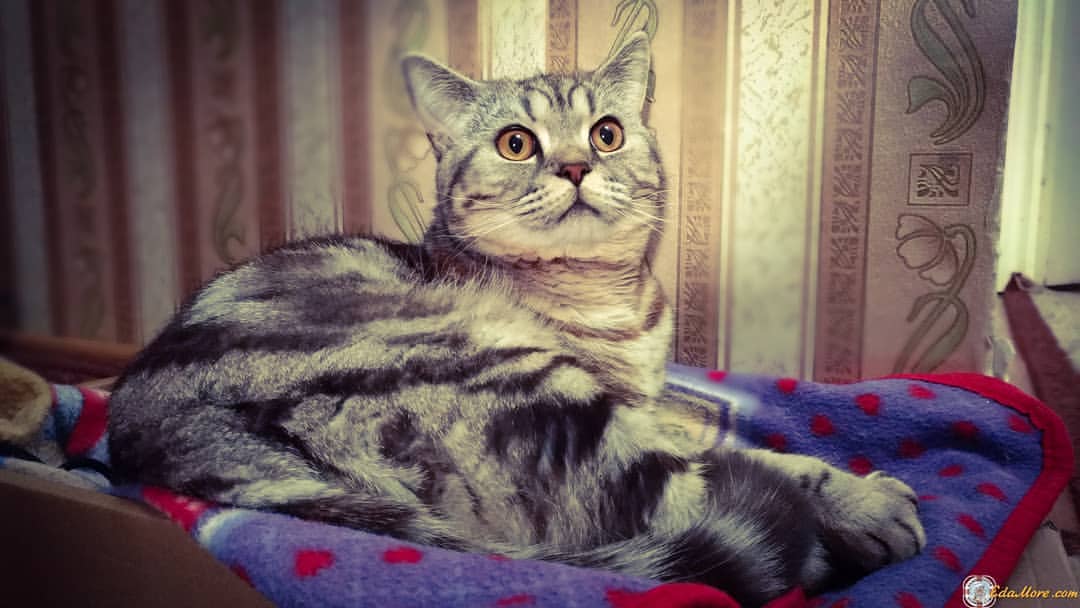 edamore_sonykpk в LOOKY — #kitten  #Артур #catstagram  #котенокмой #petsagram #cats #г