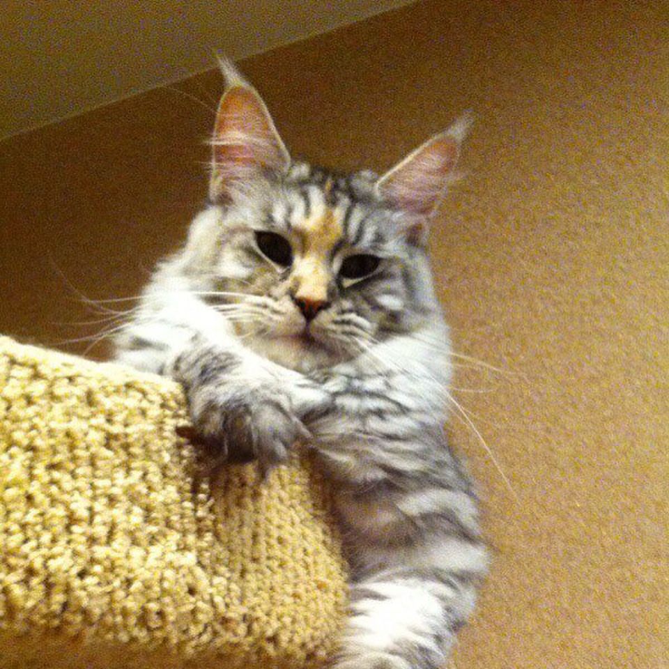 meincoonperfectlynx в LOOKY — фото 3