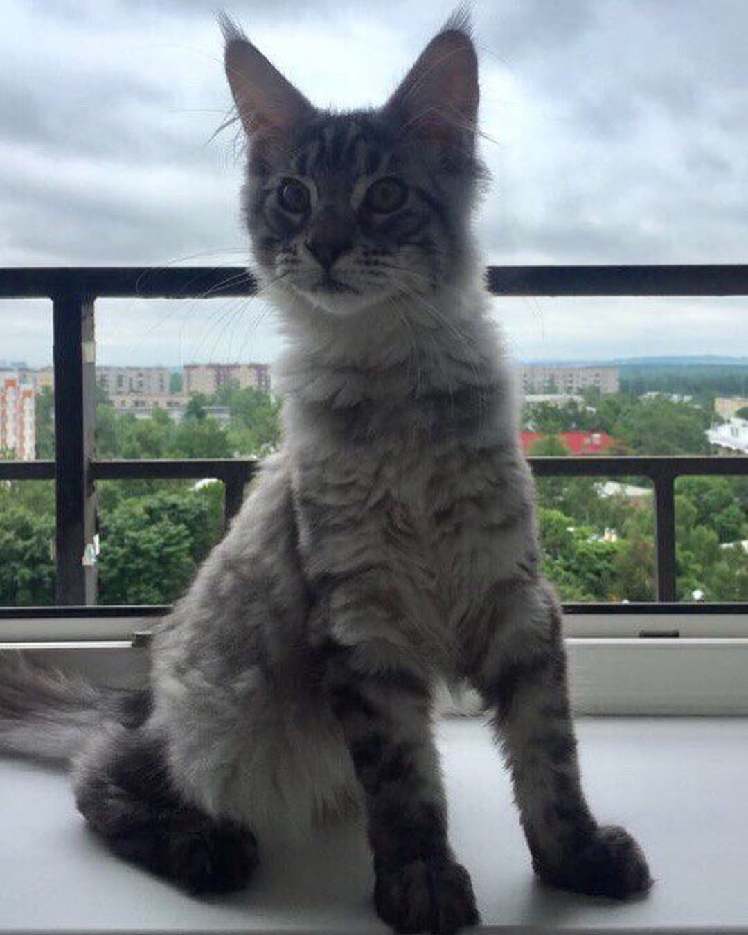 meincoonperfectlynx в LOOKY — фото 2