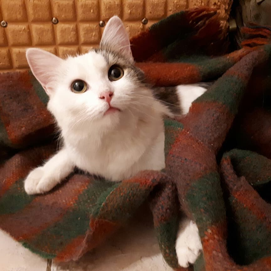 maria_musya.i.marusya.cats в LOOKY — фото 6