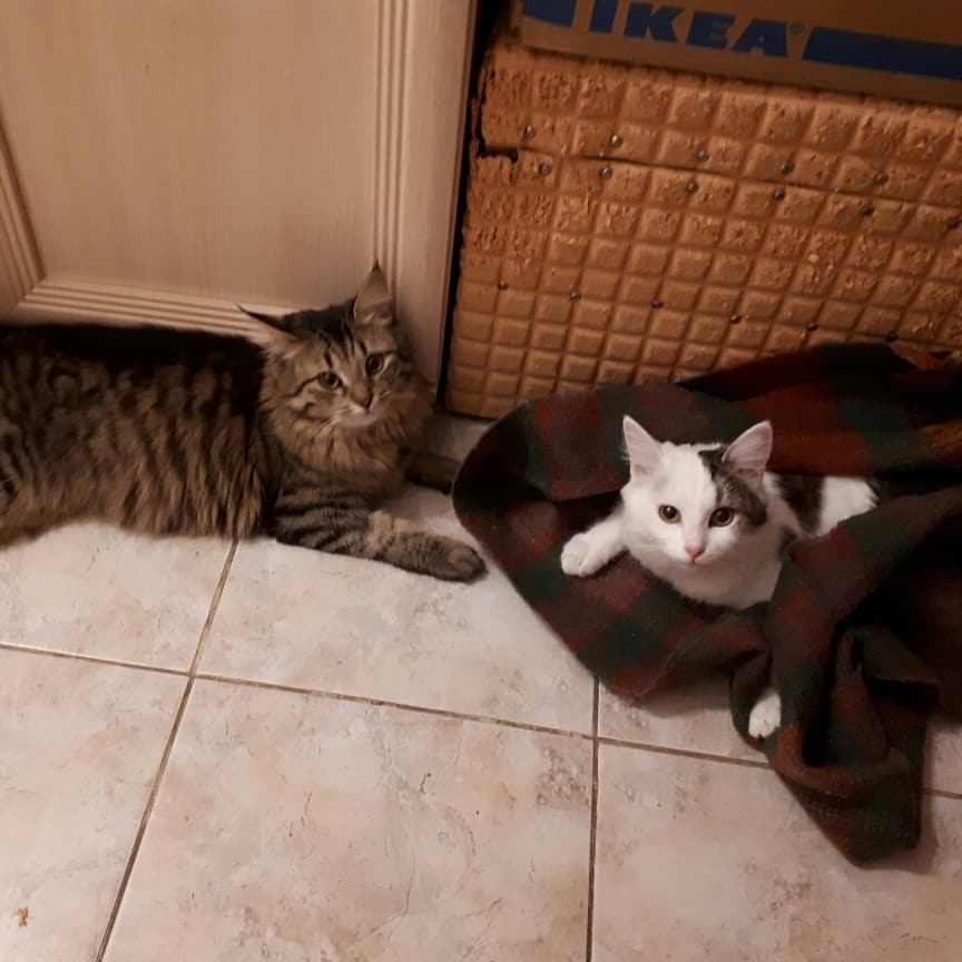 maria_musya.i.marusya.cats в LOOKY — фото 5