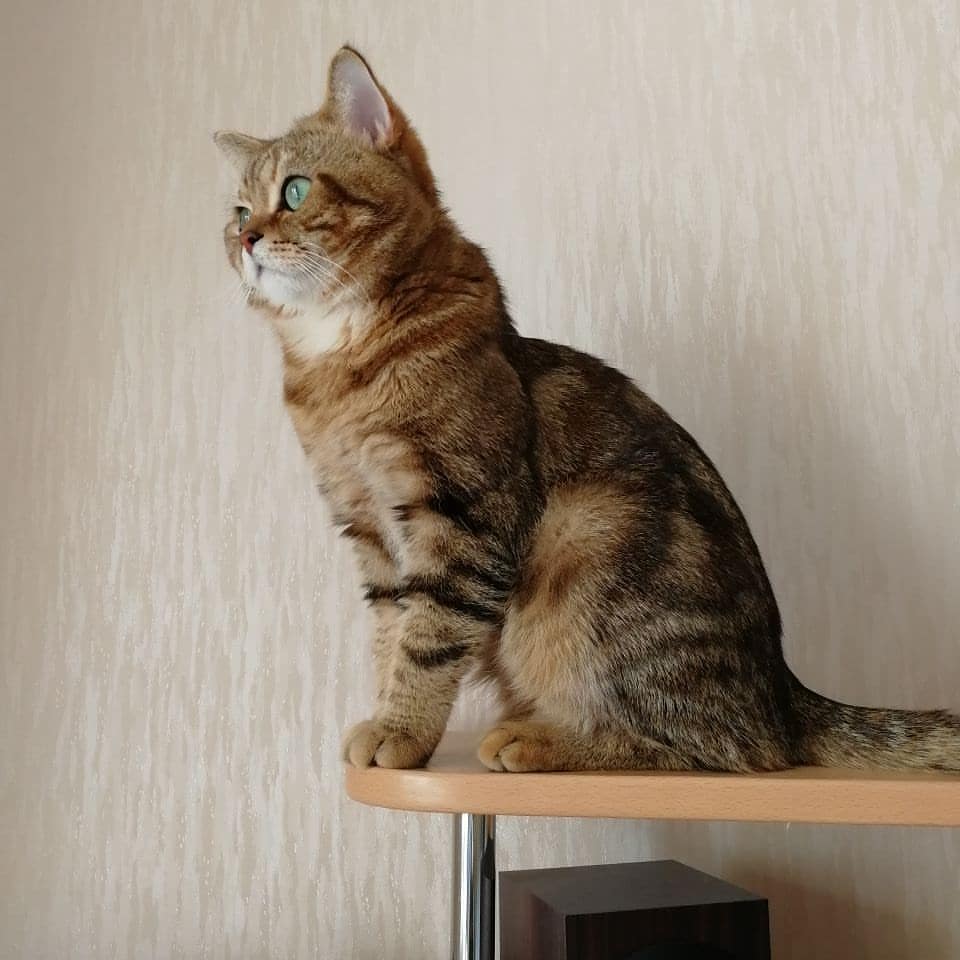 rustarfold в LOOKY — Вот такие котики вырастают из наших котят! ☺️😚😚😚 Московск