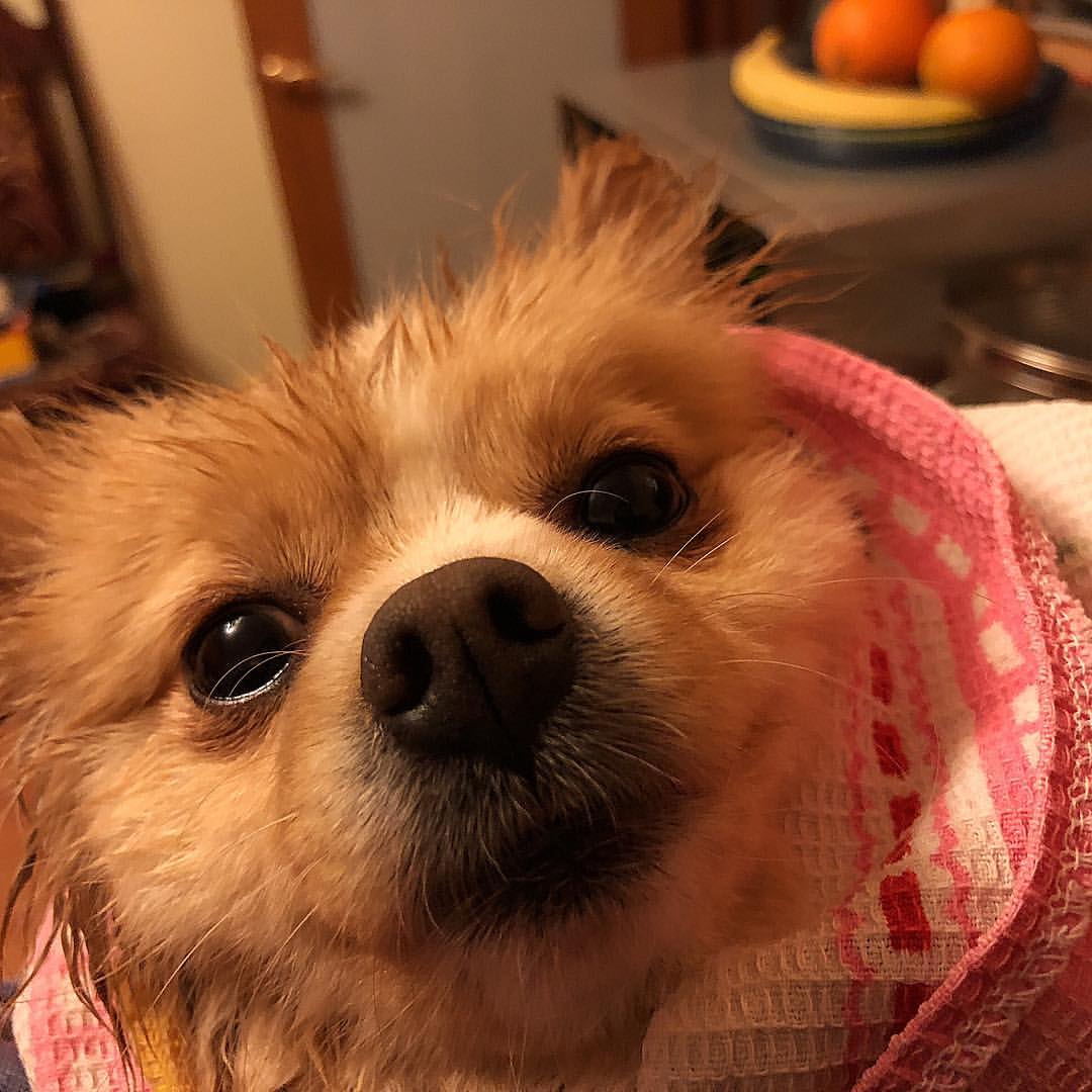 🐕🚿