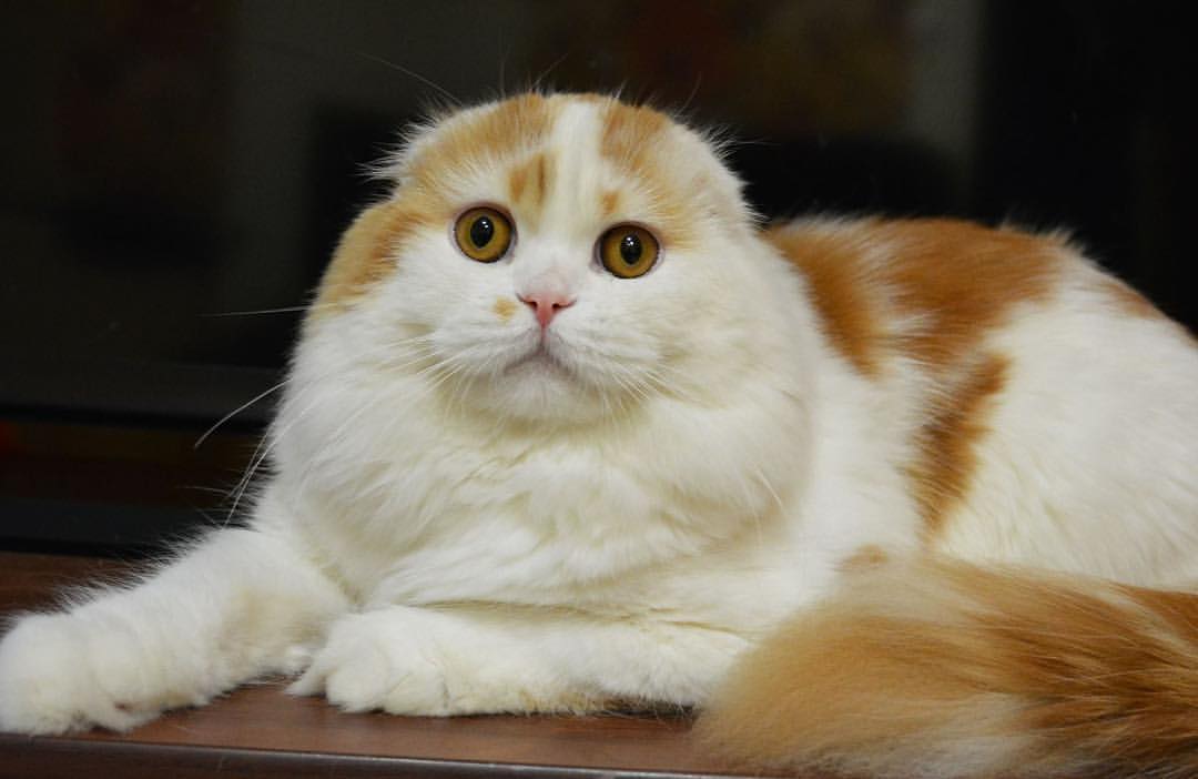 kittens_scottishfold_longhair в LOOKY — For sale!!!💘Felix Hitraya Mordashka, Scottish Fold Longhair