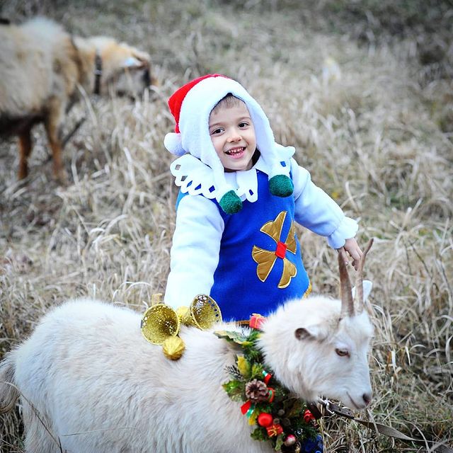 poziruem в LOOKY. #коза,#козёл,#фотосессия,#poziruem,#ребенок. 🐐Молодая, неугомонн...
