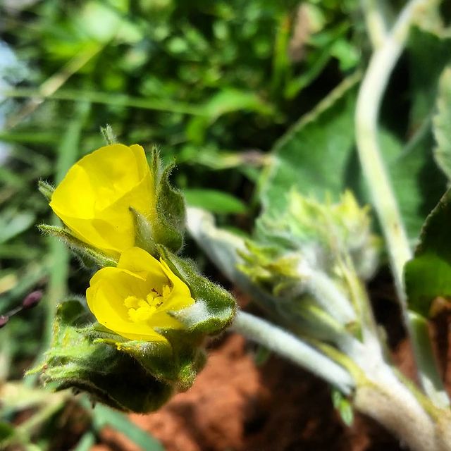 officialbashkah в LOOKY. #flowers,#flowerphotography,#floweroftheday. #flowers #flowerphot...