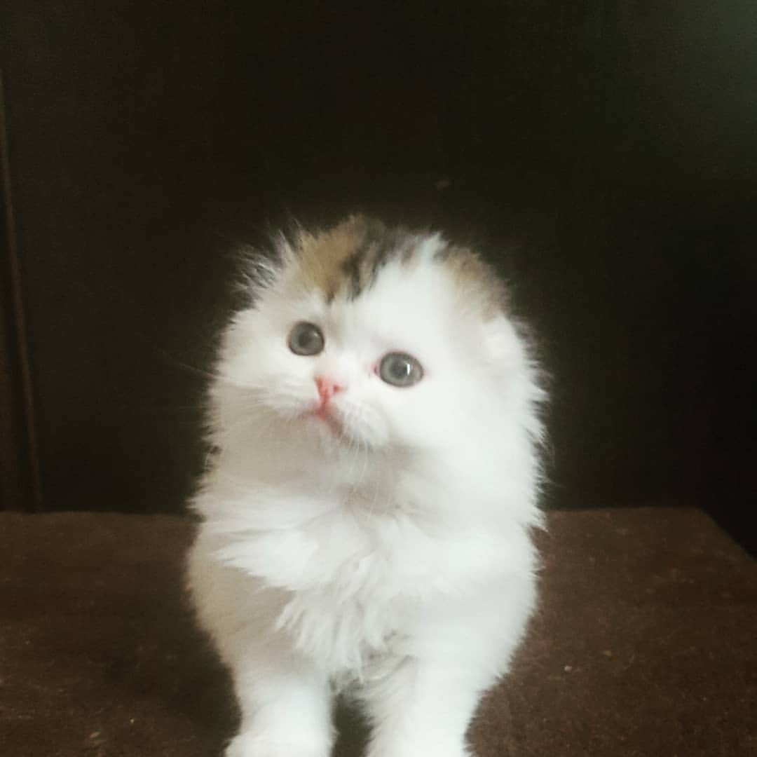 Вислоухие Шотландские котята в LOOKY — фото 2