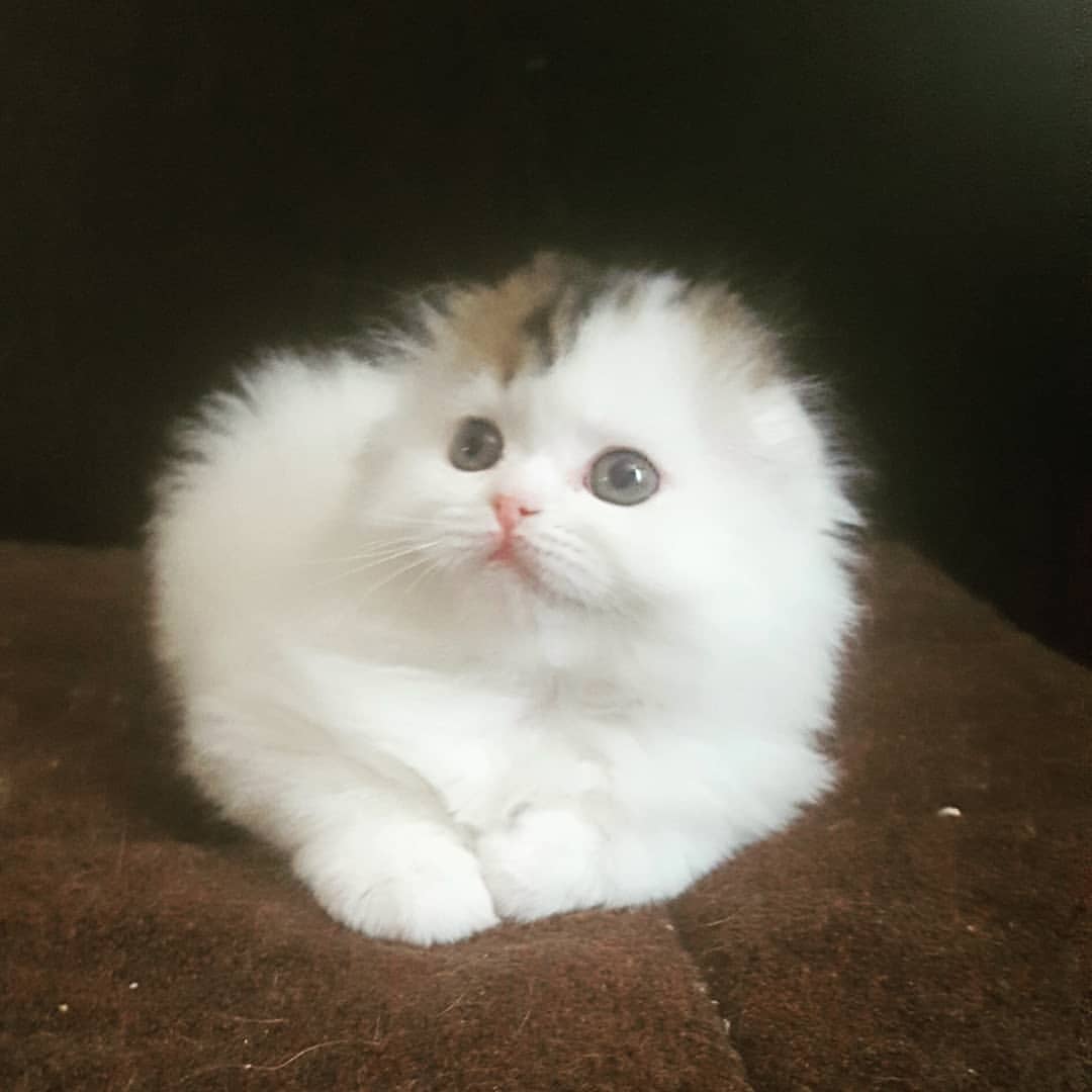 Вислоухие Шотландские котята в LOOKY — фото 3