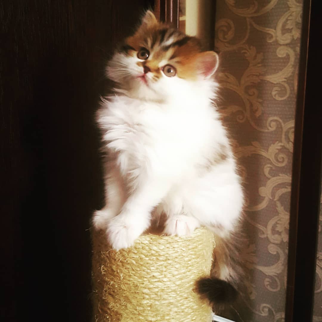 Вислоухие Шотландские котята в LOOKY — фото 4