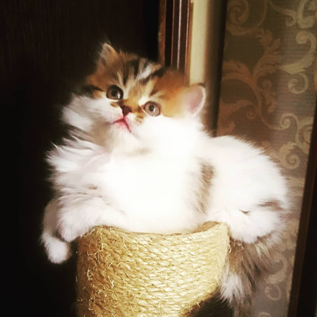 Вислоухие Шотландские котята в LOOKY — фото 2