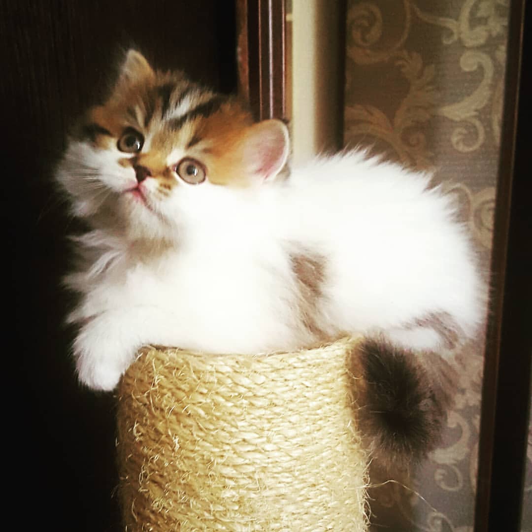 Вислоухие Шотландские котята в LOOKY — фото 5