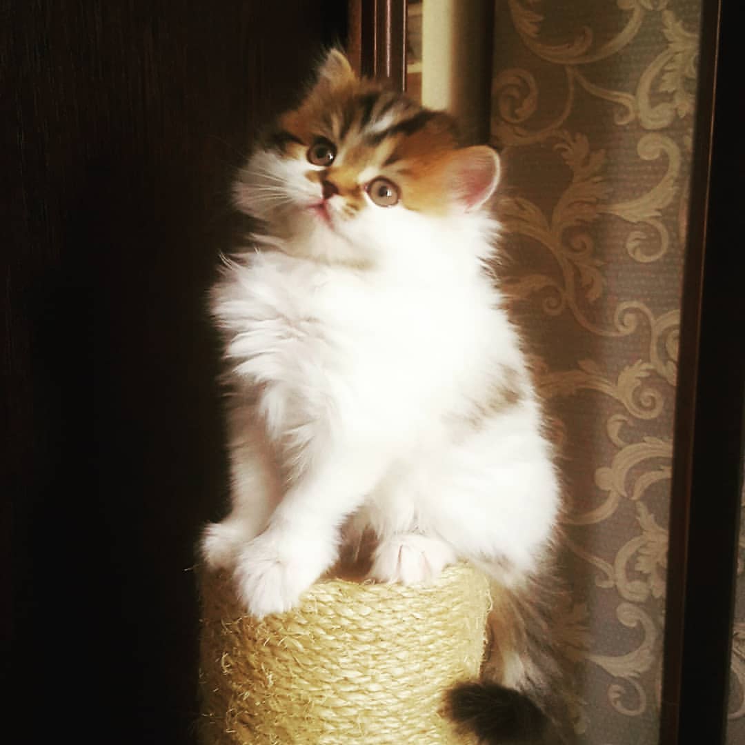 Вислоухие Шотландские котята в LOOKY — фото 3