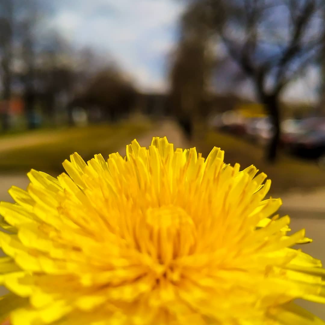 oligakirova в LOOKY. #одуванчик,#веснакрасна,#красивый,#эйжелтый. Dandelion..
•
•
•
•
...