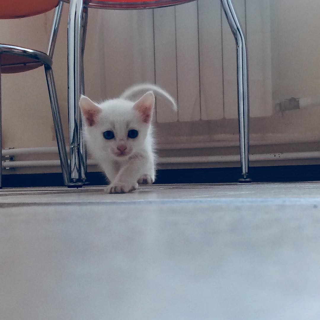 shagdarzhab в LOOKY. #котанбратан,#турецкаяангора. Тигр в доме
#котанбр...