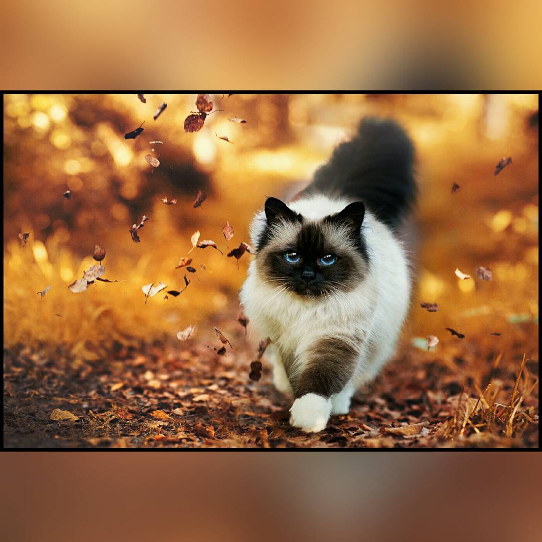 vydminas в LOOKY — Va tokį katinuka panašu turiu namie! 😊👍🐱 #cat #cats #kitt