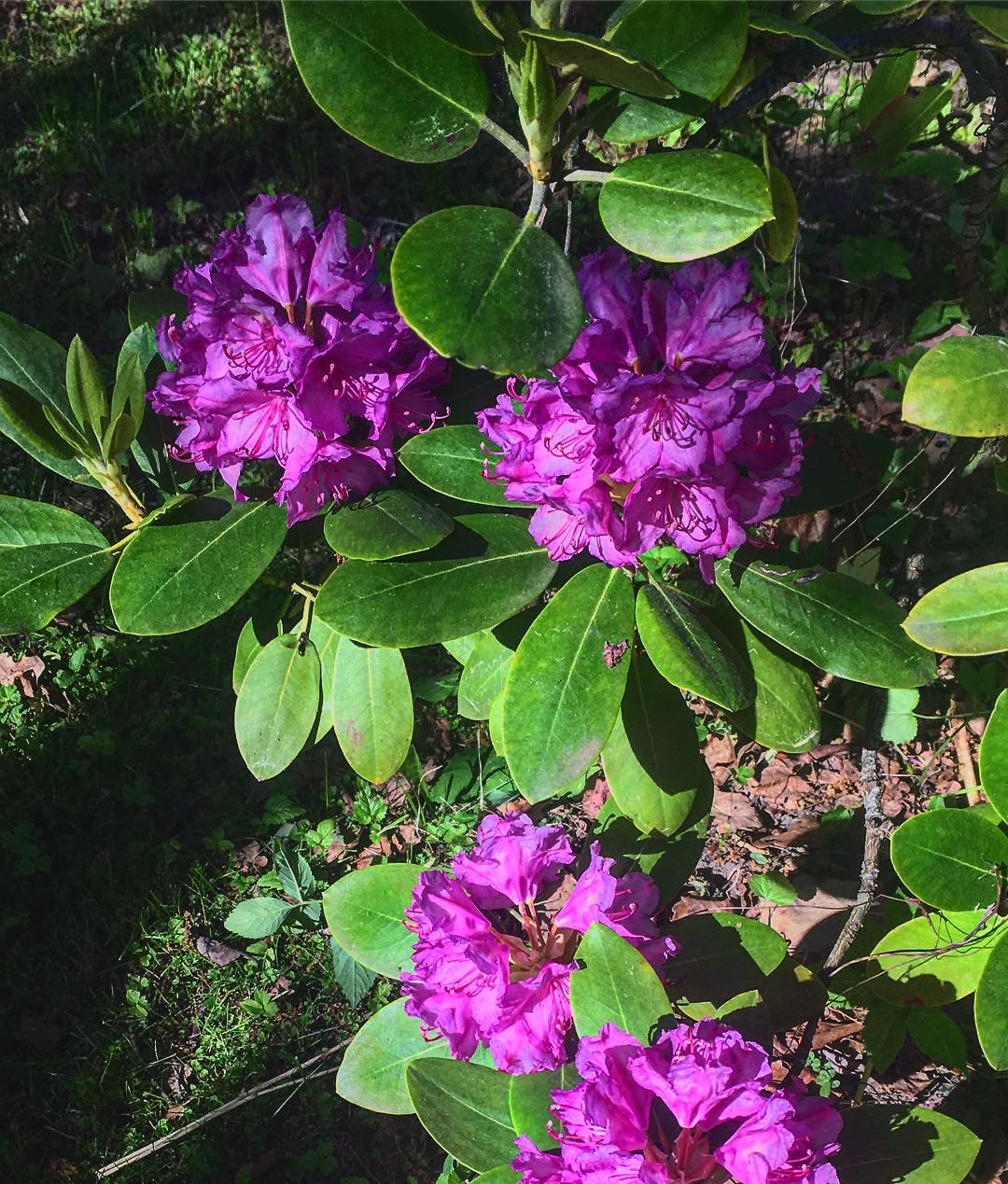 evgenia.rosl в LOOKY — #цветы #flowers #flowerstagram #flover #цветок