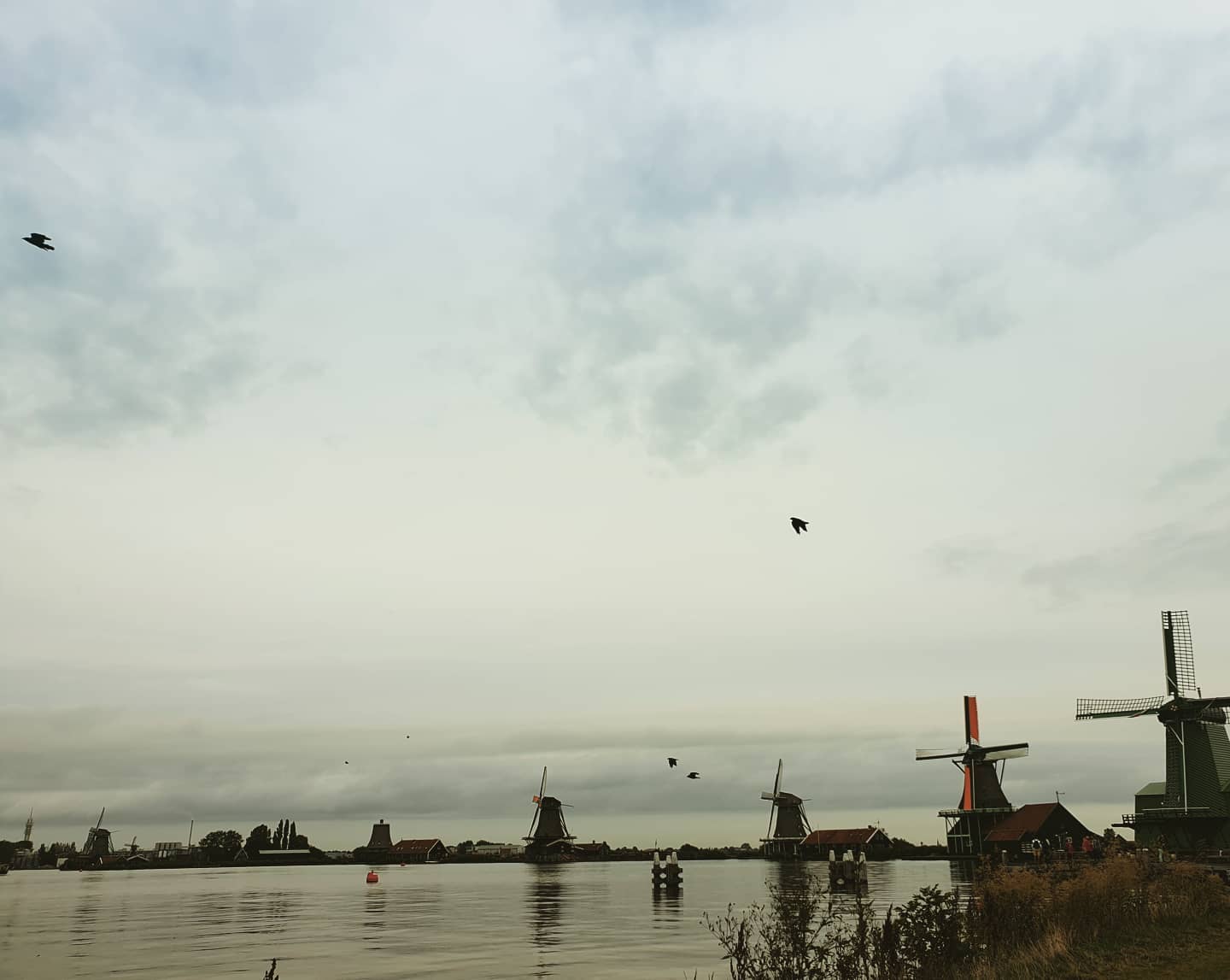 ariel_770 в LOOKY. #windmils,#netherlands,#vacation,#birds,#familytimes,#weatherindependent,#goodtimes. #windmils #netherlan...