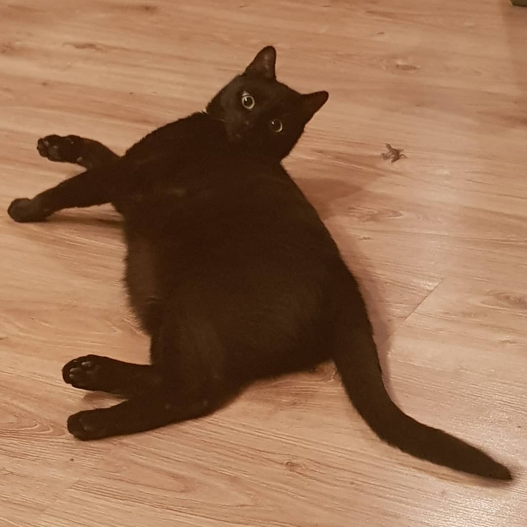 prosto_toma в LOOKY. #ятебялюблю,#мойкотяра,#blackcat. #ятебялюблю #мойкотя...