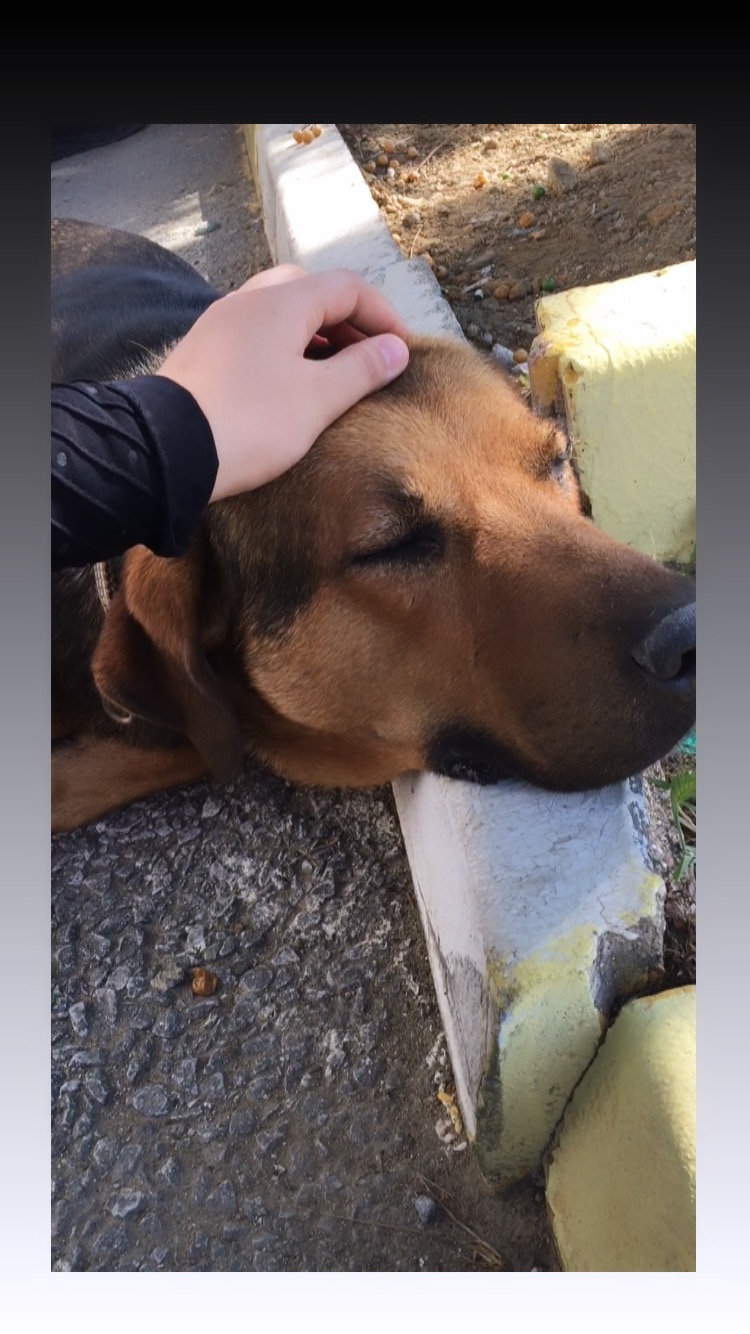 zehra.aklli в LOOKY. #esenköy,#fypシ,#kesfetteyiz. 🐾🧡🖤
.
.
.
.
.
#es...