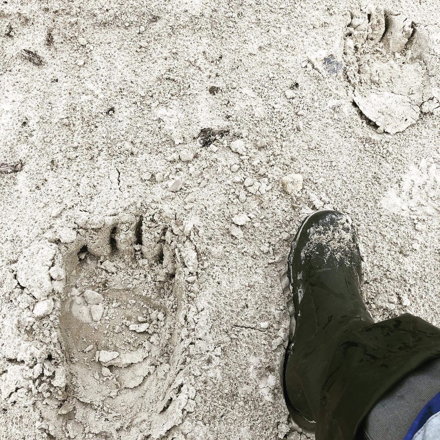 В новых кроссовках на работу 🐻 #медведь #работа