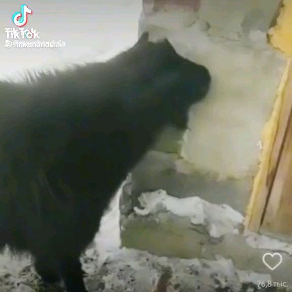 mrkuzma1 in LOOKY. . null