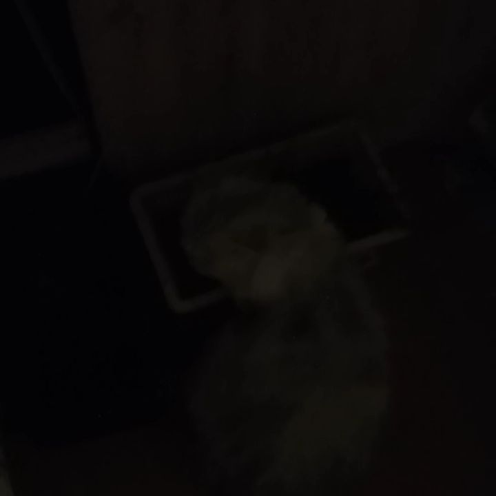 maksoni4 в LOOKY. #бусинка,#люблю_свою_кошку,#вся_в_меня,#лето2021,#жрет_лук,#подольск. Мое луковое котэ))) ...