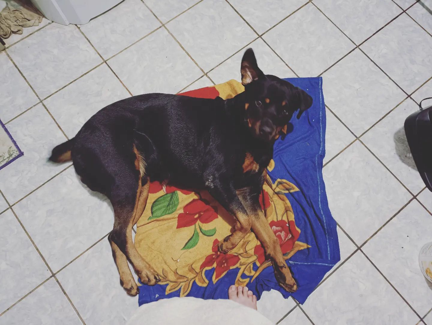custodio_20g в LOOKY. . 😍🤤🐶