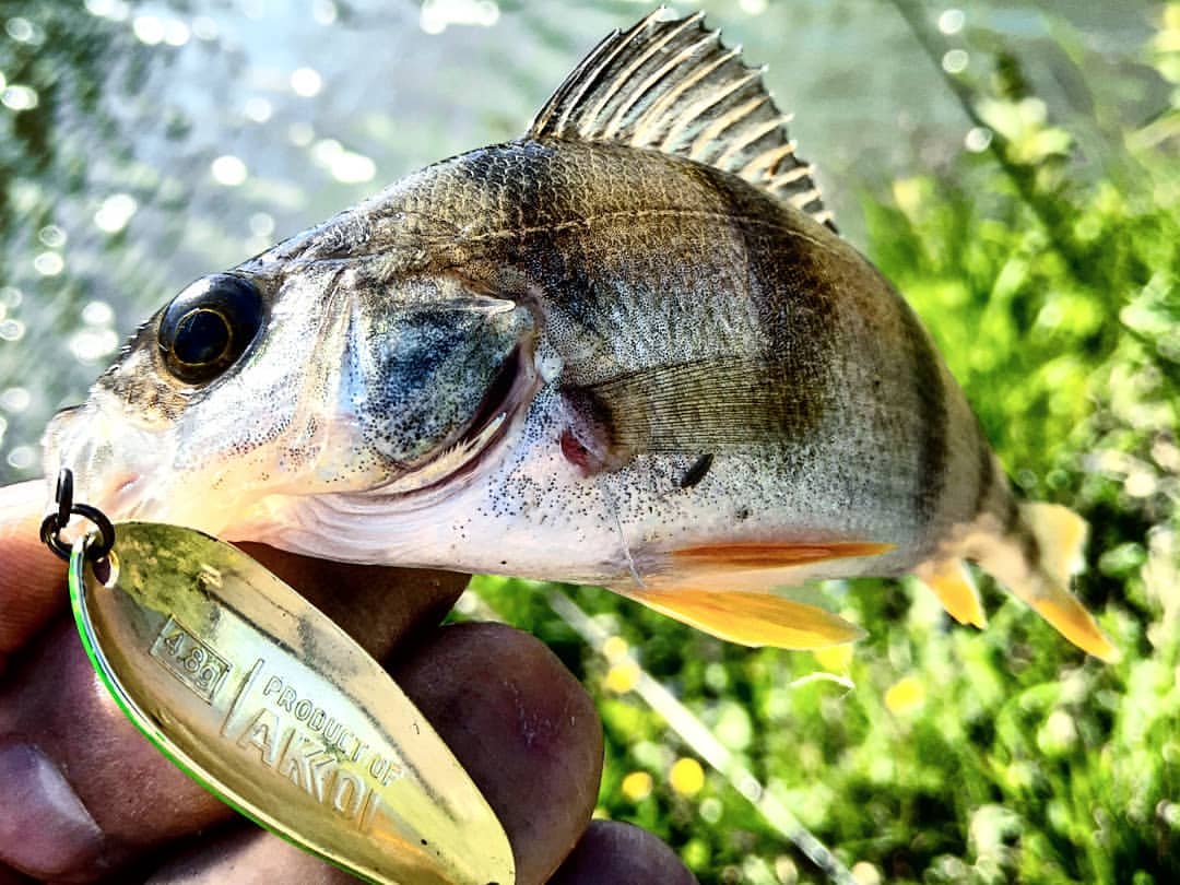 _k4k_angler в LOOKY — фото 3