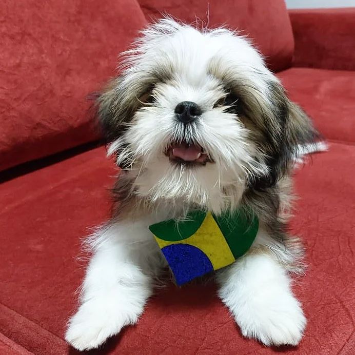 lilianborges_lilet в LOOKY. . Beth 🐶