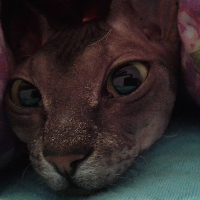 alenagavrilova14 в LOOKY. #гасясфинкс,#сфинксомания. Замерзшая котейка #г...