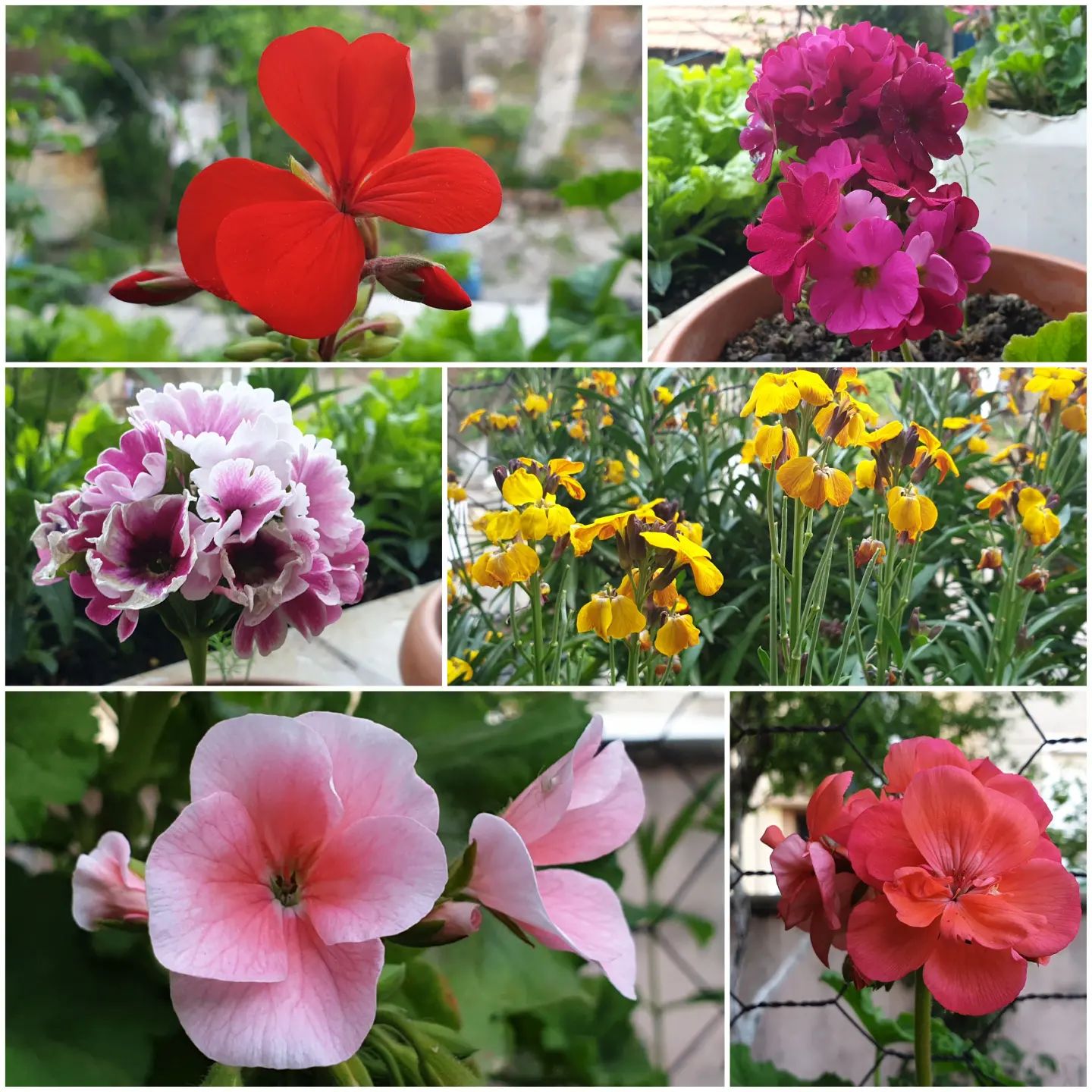 Mom's garden 🌺🌼🌷🪴