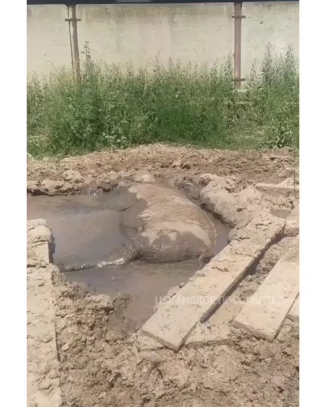samodelok_igor в LOOKY. . Дайте спокойно прове...
