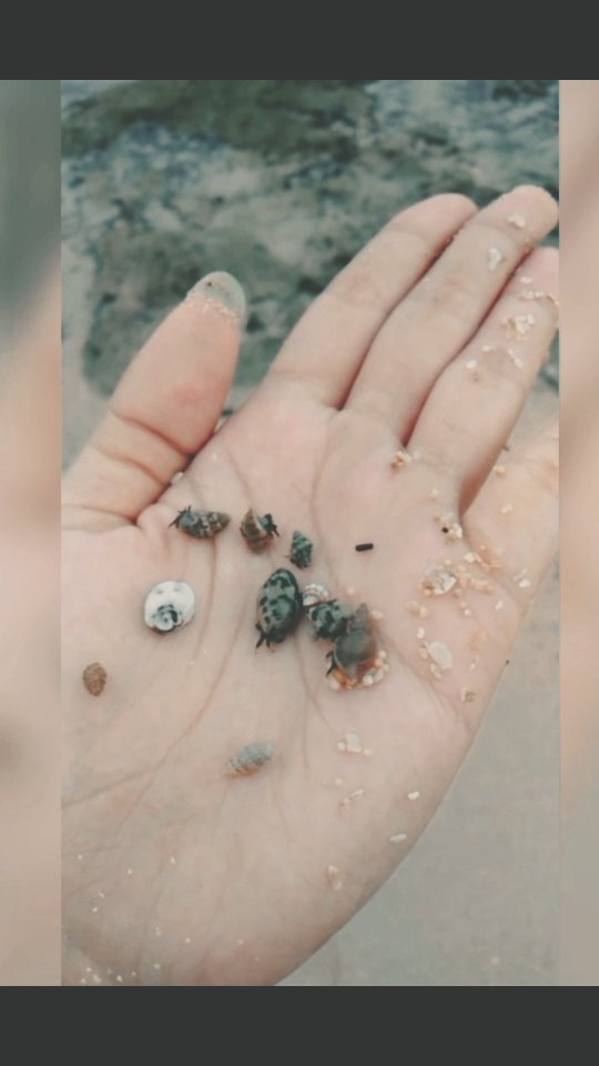 nitha_mamoot в LOOKY. #pantaigunungkidul,#pantaiwonosari,#pantaikrakal. Penghuni pantai Jogj...