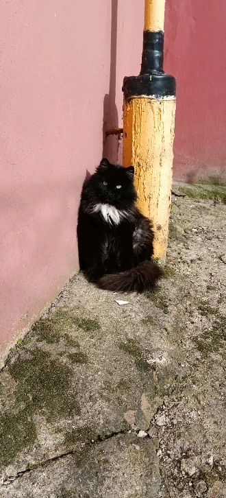 sobachkapochti in LOOKY. . Cat.