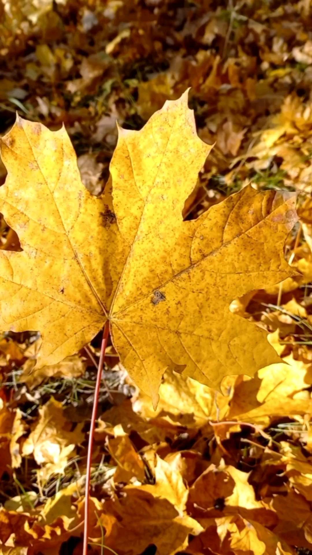 mari_oyku в LOOKY. . Осень 🍁