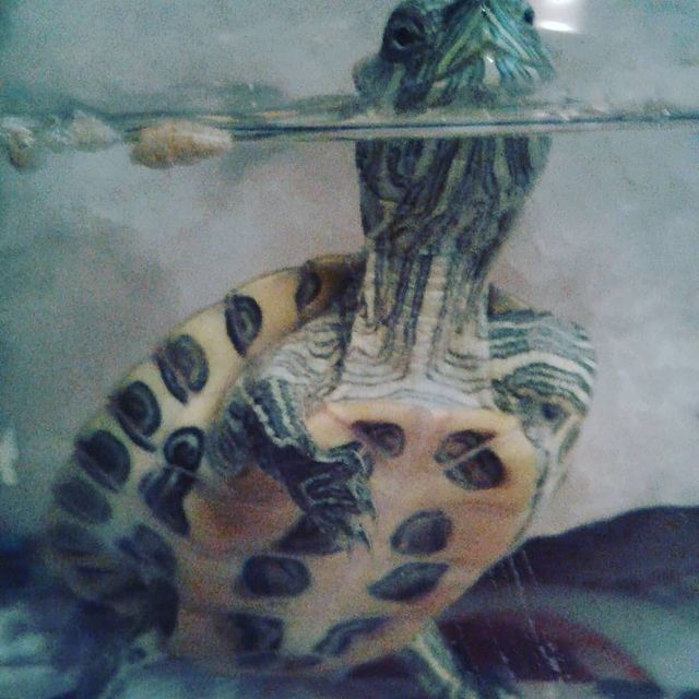 alenagavrilova14 в LOOKY. . Матильда......#красн...