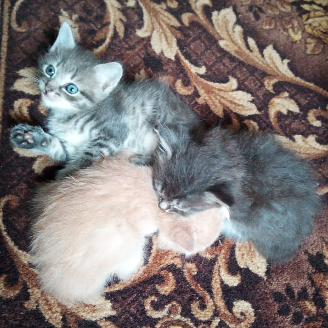 chadovaolga3011 в LOOKY — #моималыши #котятки #пушистыекомочки