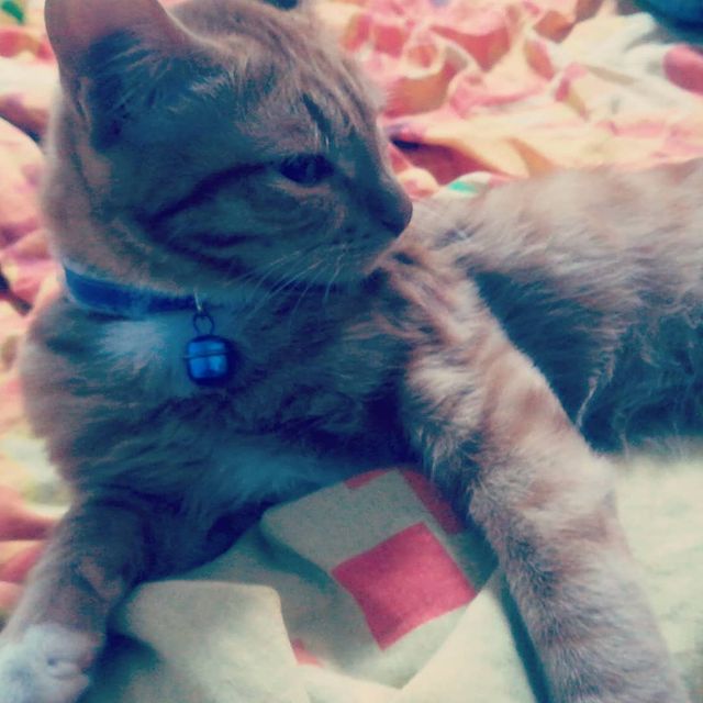 v_e_r_a_sleptsova в LOOKY. . Лежит такой серьёзны...