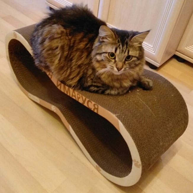 maria_musya.i.marusya.cats в LOOKY — фото 4