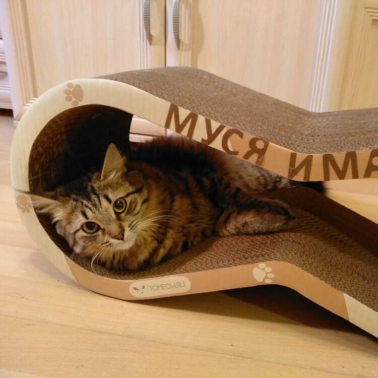 maria_musya.i.marusya.cats в LOOKY — фото 2