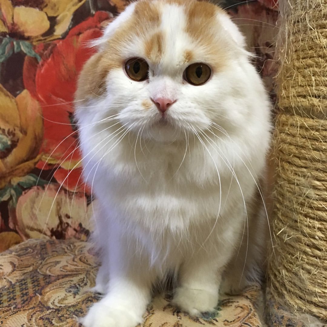 kittens_scottishfold_longhair в LOOKY — фото 7