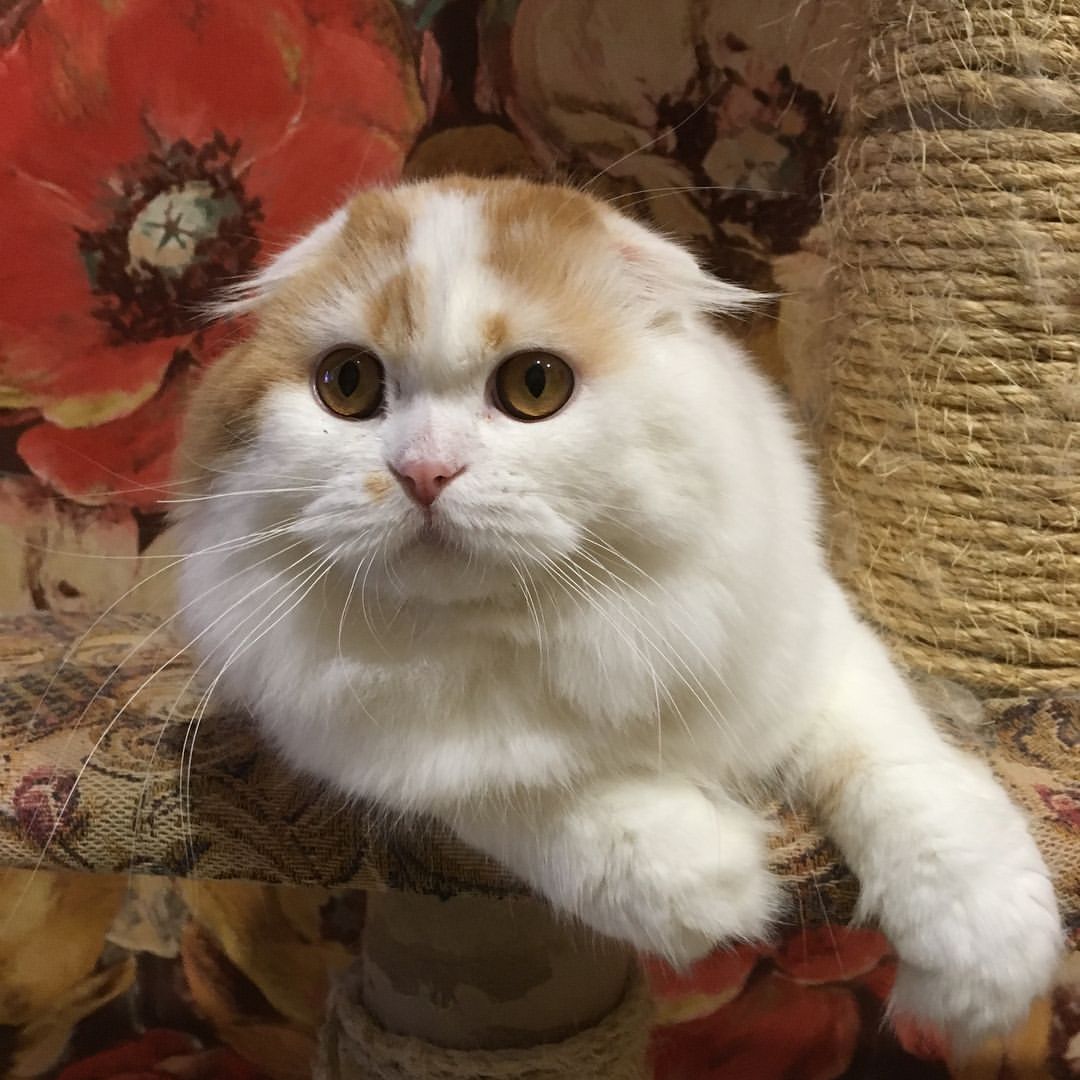 kittens_scottishfold_longhair в LOOKY — фото 4