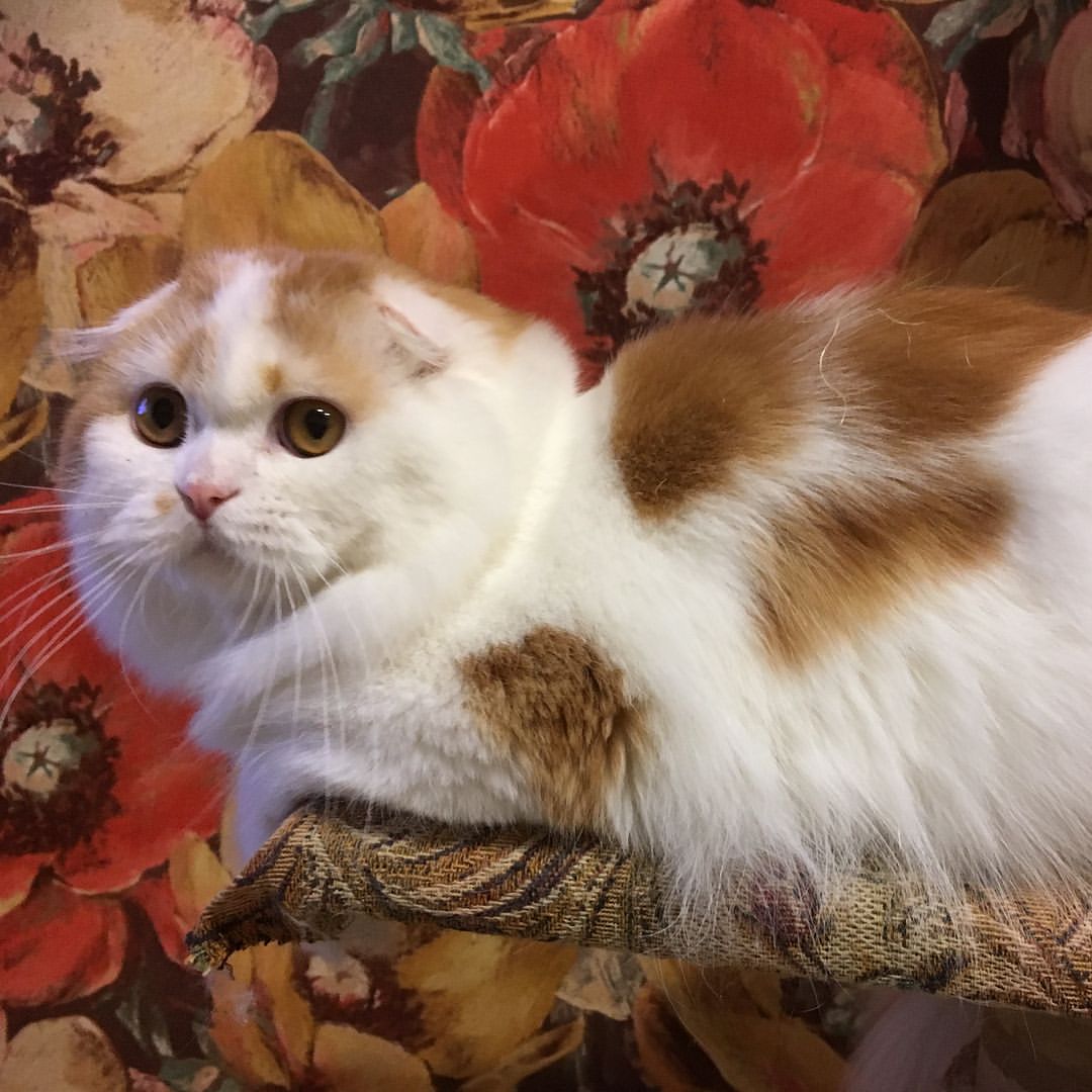 kittens_scottishfold_longhair в LOOKY — фото 3