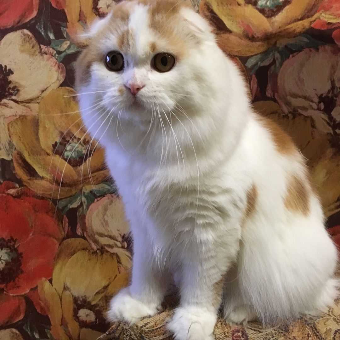 kittens_scottishfold_longhair в LOOKY — фото 2