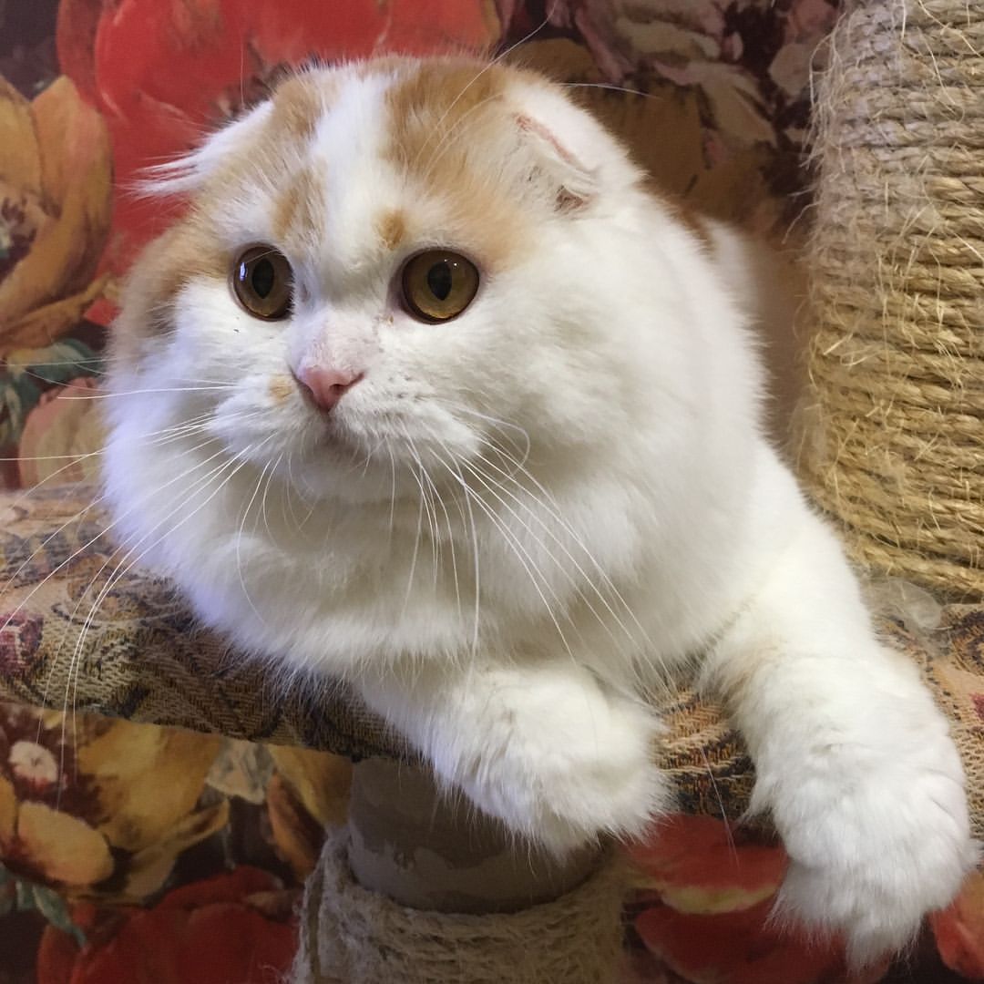 kittens_scottishfold_longhair в LOOKY — фото 6