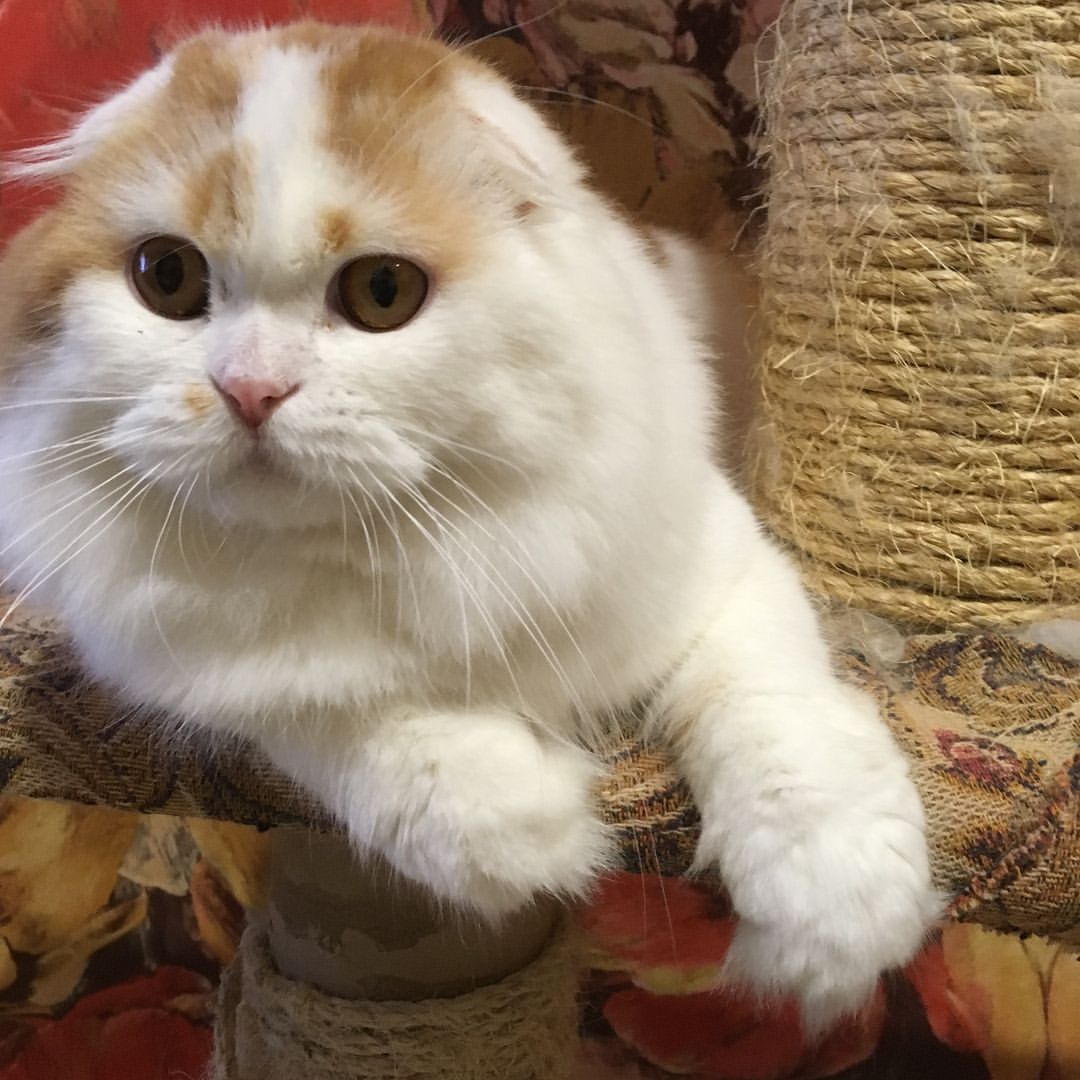 kittens_scottishfold_longhair в LOOKY — фото 5