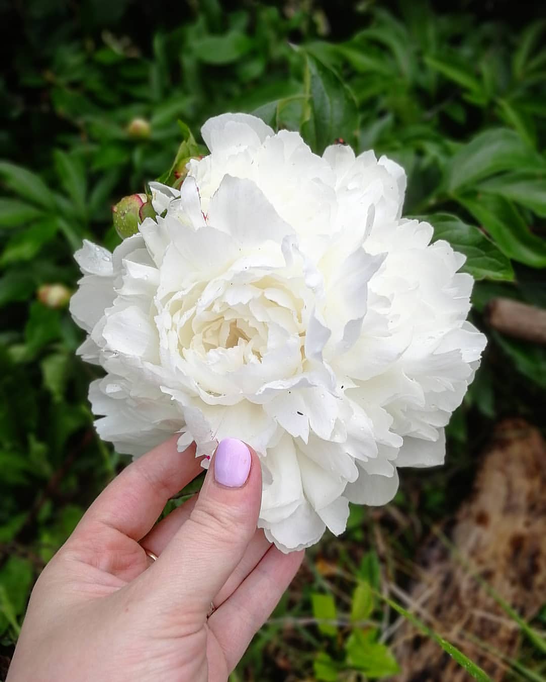 maria_kapralova_ в LOOKY — .
Он великолепный!

#пион #цветы #flowers