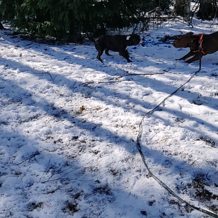 t.vuolle в LOOKY. #kevät2019,#Jane&Rico,#Jani,#Ajanviettoa,#Kumpiviee. Köydenvetoa 😎 #kevä...