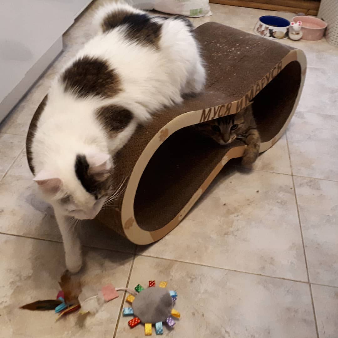 maria_musya.i.marusya.cats в LOOKY — Хи-хи, вы думаете, я тут одна играю? Кто найдет Марусю? 😸😸